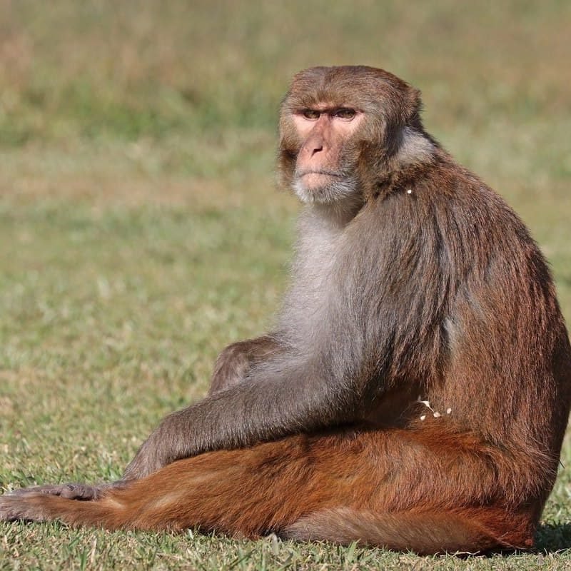 -Rhesus_macaque