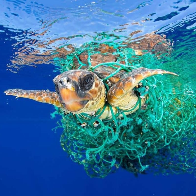 Turtle-with-Net-Francis-Perez-World-Press-Photo-awards2017