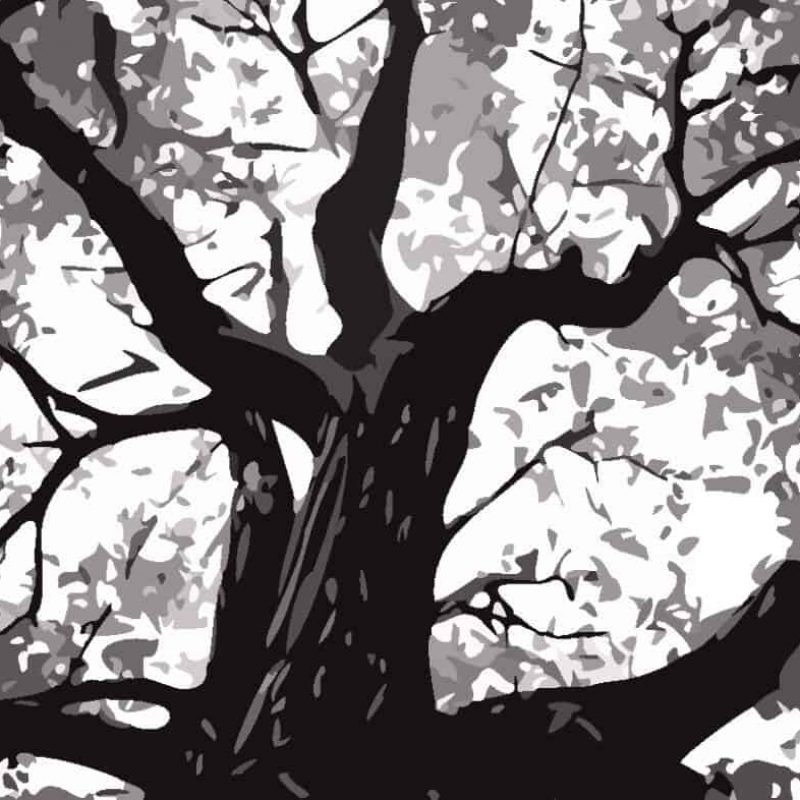 Walnut-tree 2