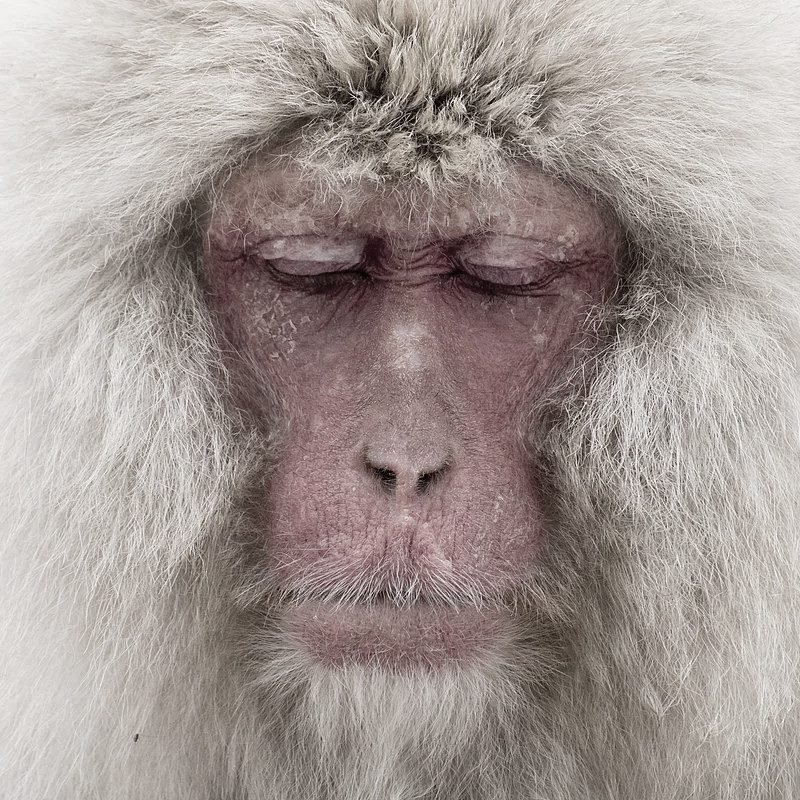 _ape
