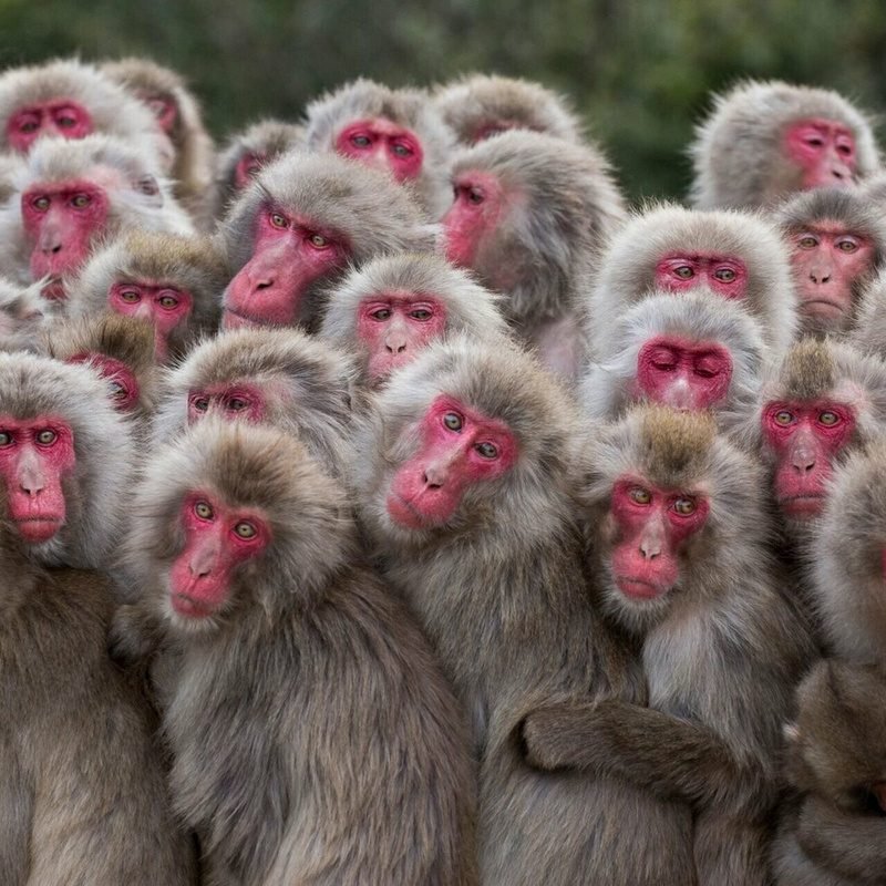 apes