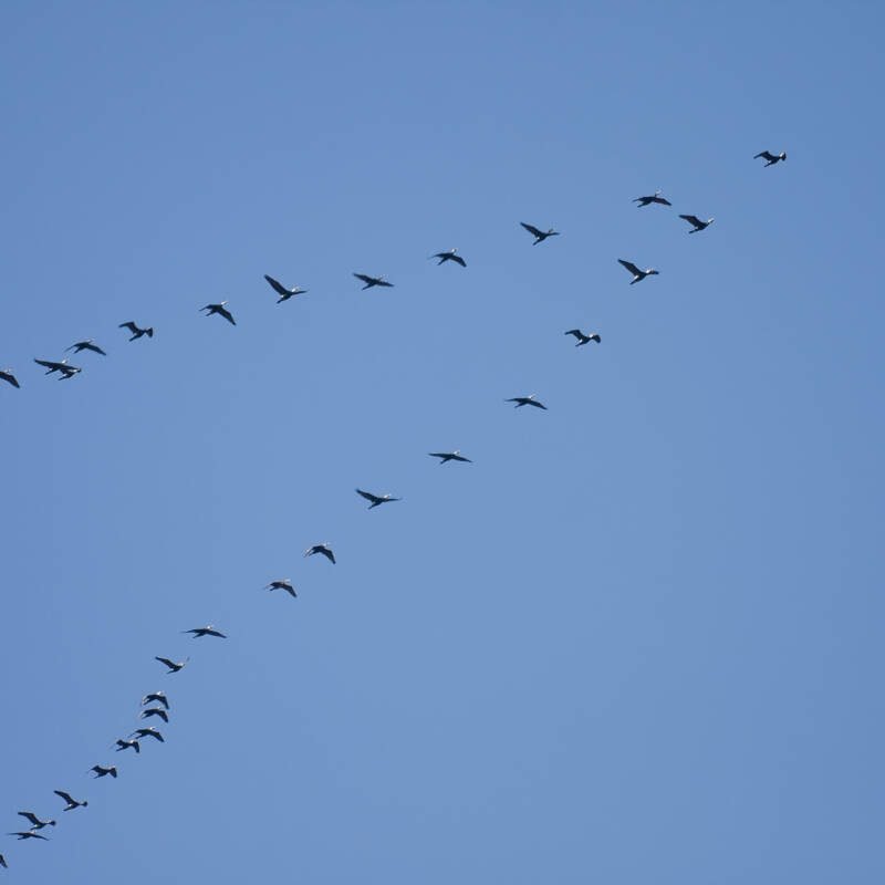 birds fly