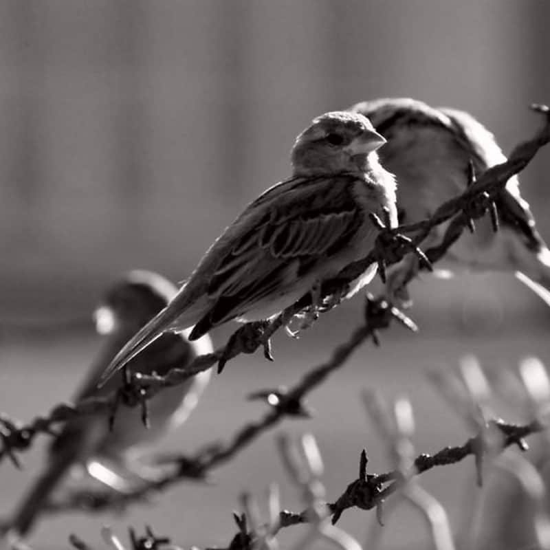 birds