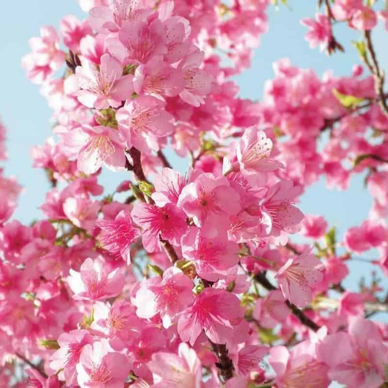blossom