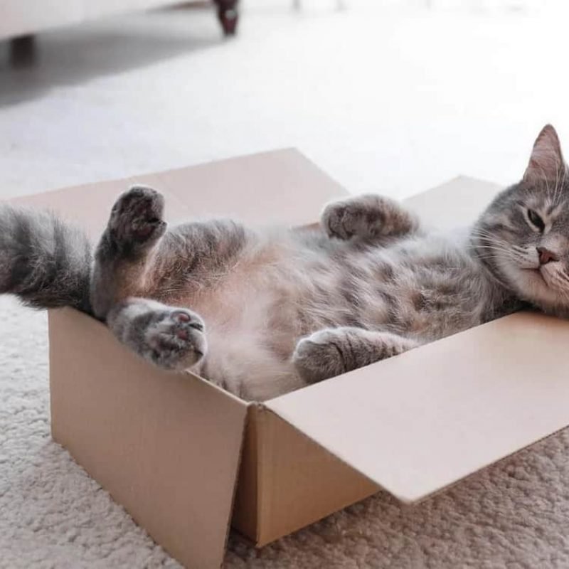 cat 0