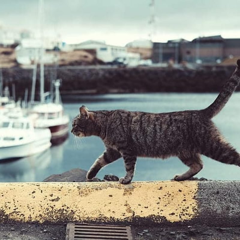 cat-feline-tabby-walking