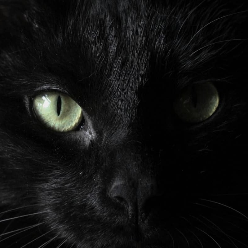 cat - poe 40
