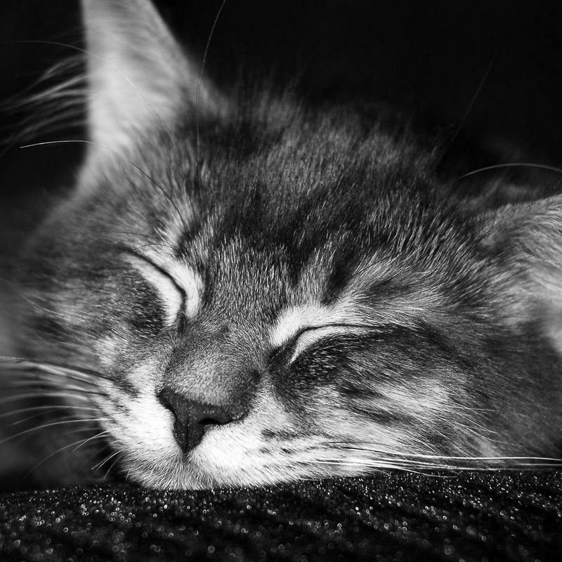 -cat