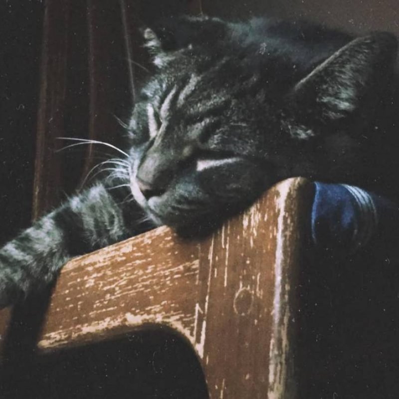 cat_lazy