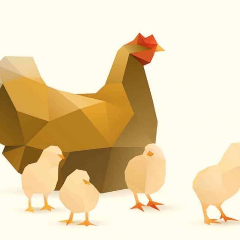 chicken_Story