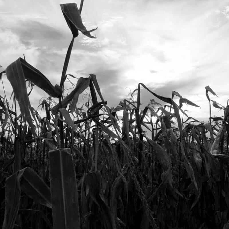 corns-2