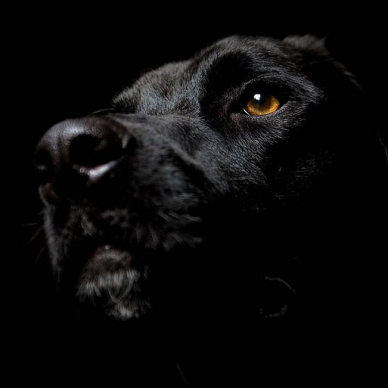 dog-wallpaper-1366x768