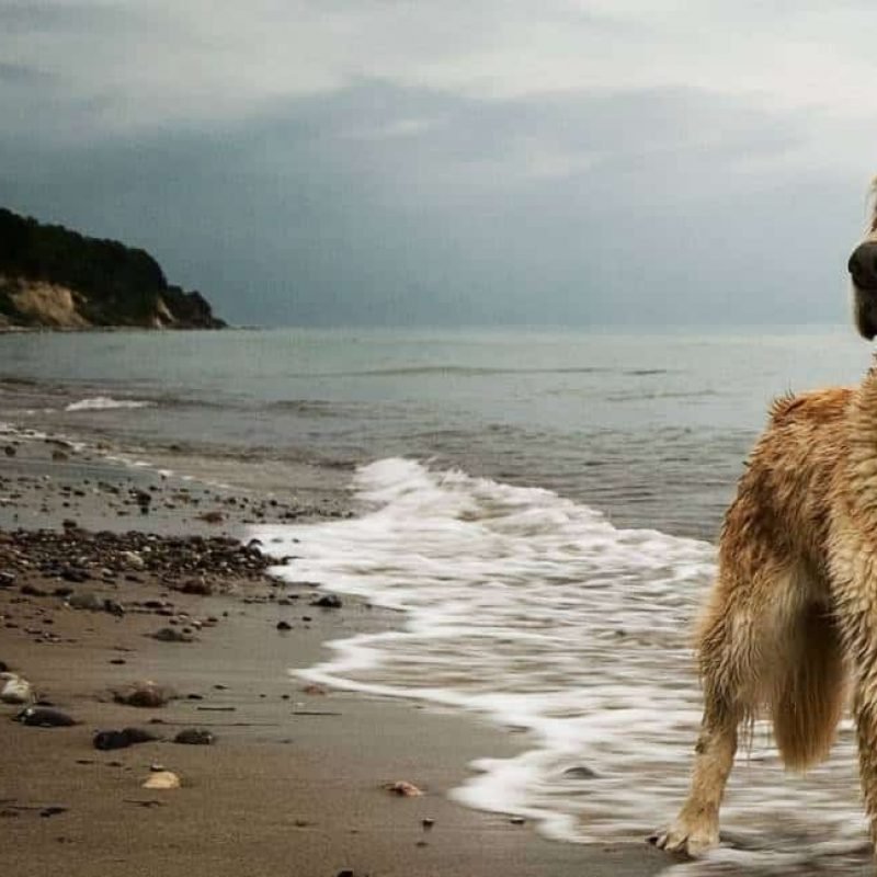 dog_