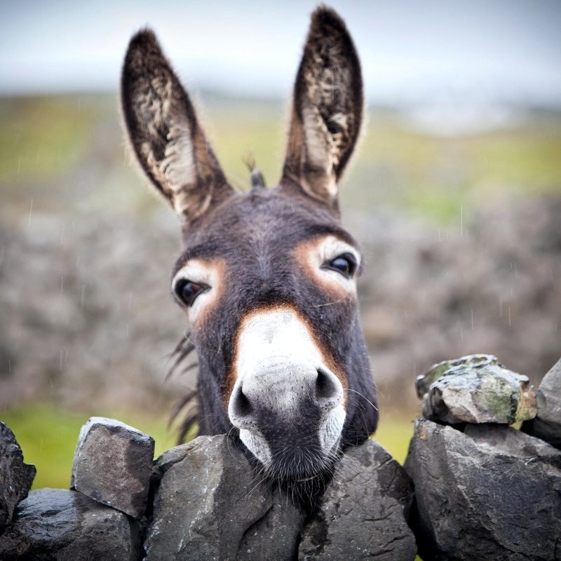 _donkey