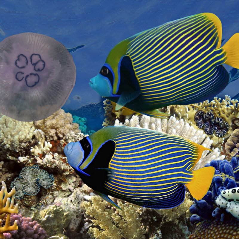 fish