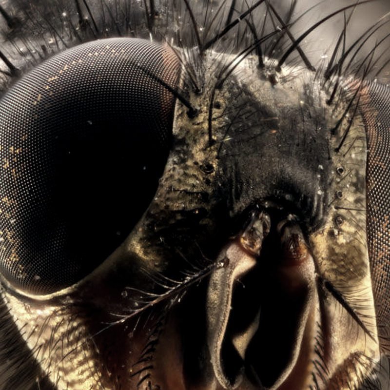 fly