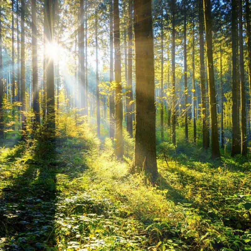 forest