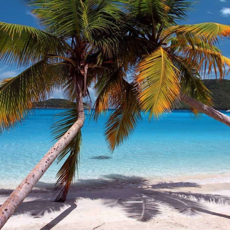 maho_palm