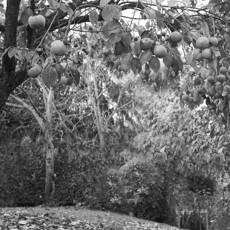 persimmon tree 4