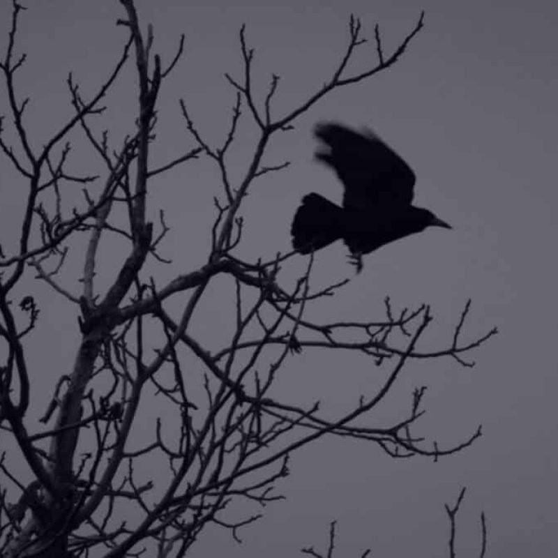 raven 3
