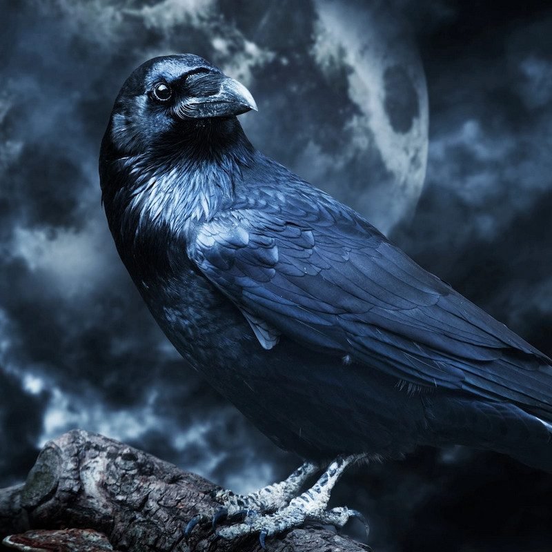 raven