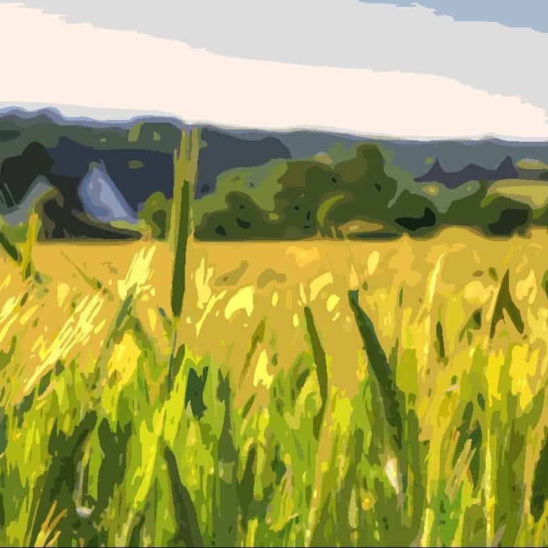 rice field 2