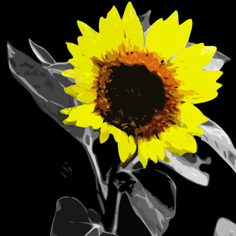 sunflower-