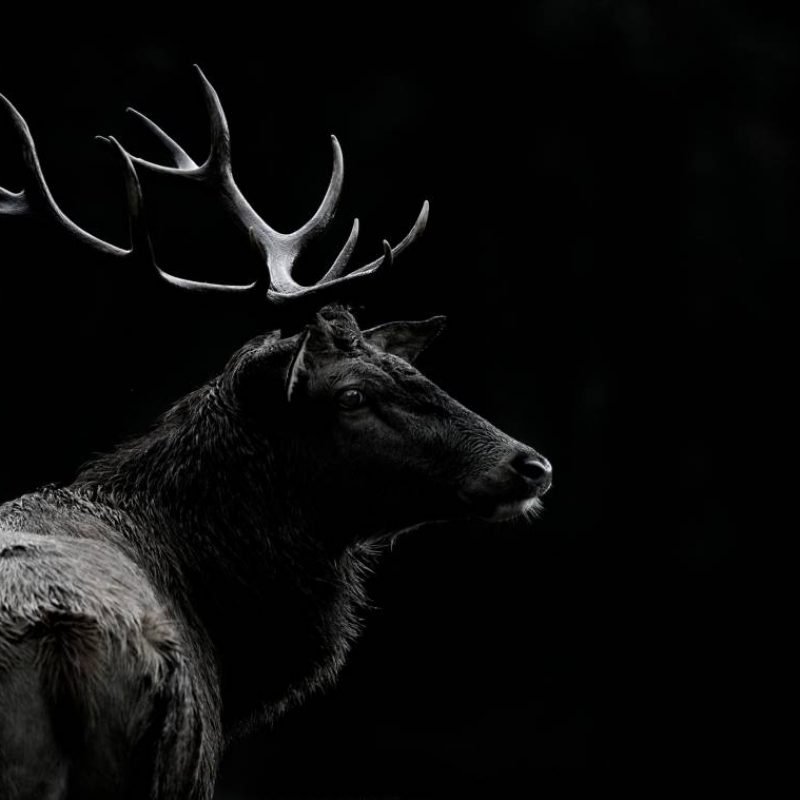 the_deer_soul_gallery