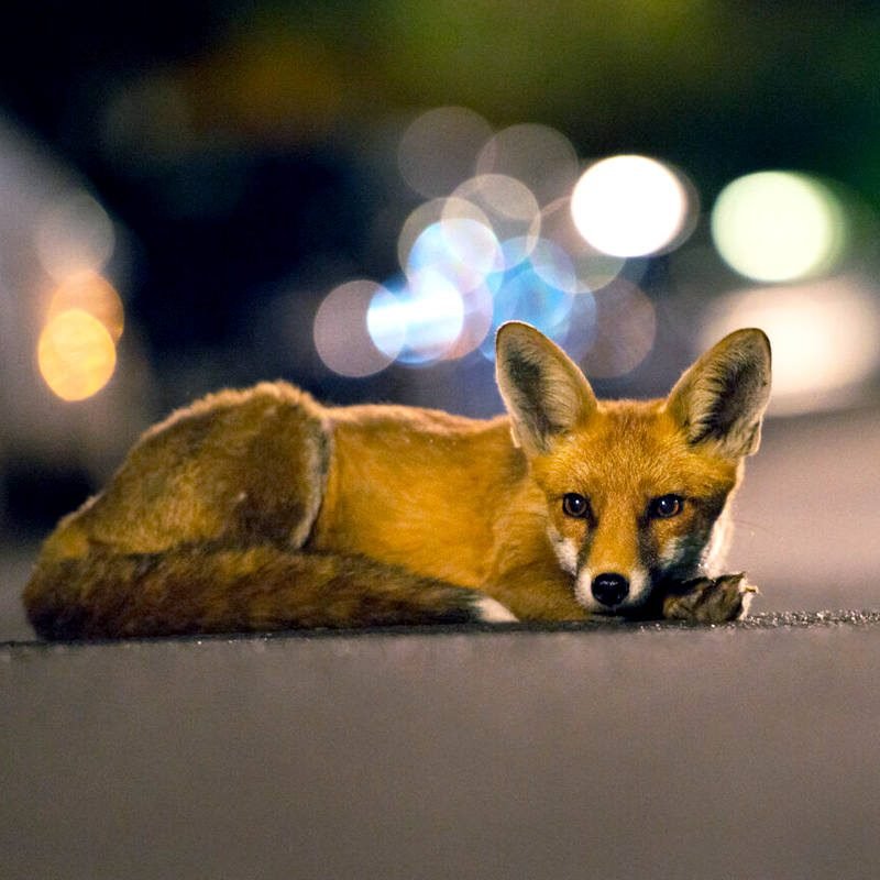 urban animal