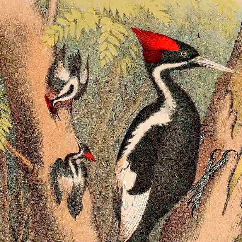 Ivory_billed_woodpecker