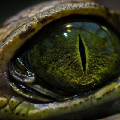 reptile-eye